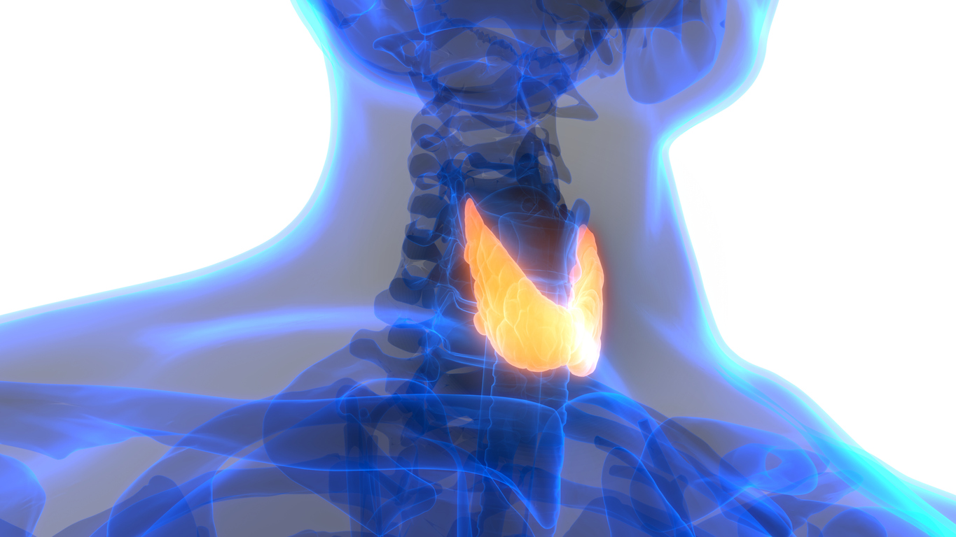 Щитовидная железа красивые изображение для презентации стоковые