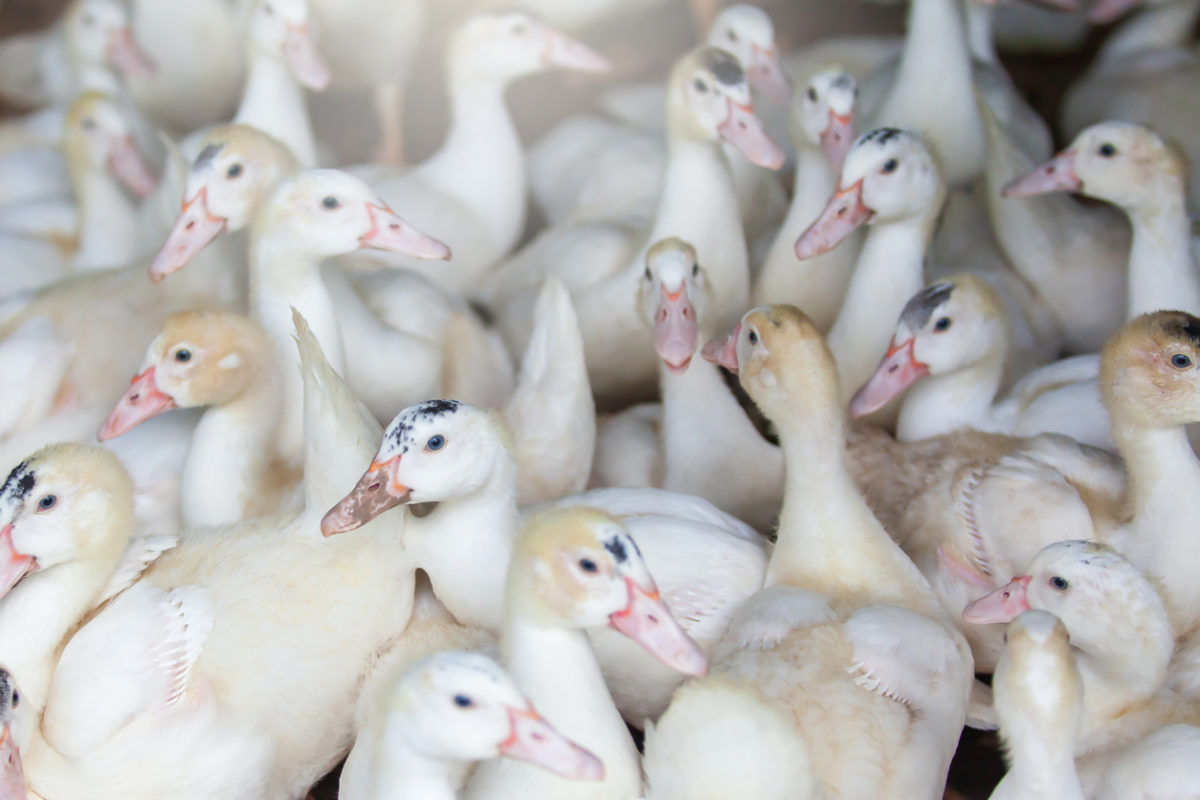 εντοπίστηκαν κρούσματα της γρίπης των πτηνών σε εμβολιασμένες πάπιες