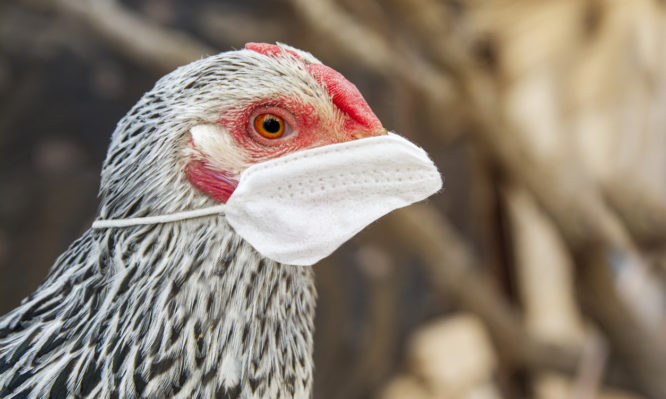 κοτόπουλο με μάσκα για τη γρίπη των πτηνών