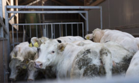 Γρίπη των πτηνών: Σε πέντε Πολιτείες των ΗΠΑ πέθαναν ή θανατώθηκαν αγελάδες