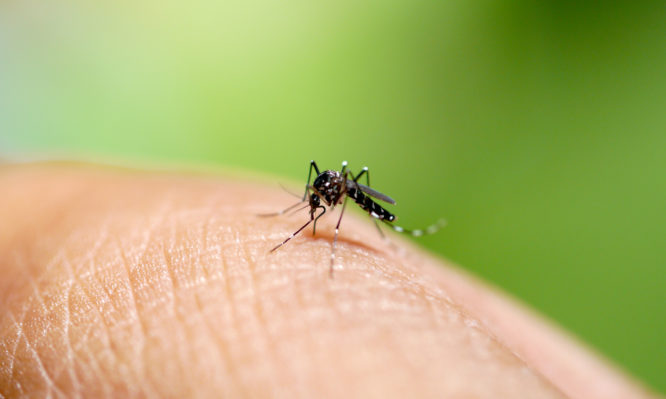 Ο ιός του δυτικού Νείλου μεταδίδεται από τα κουνούπια