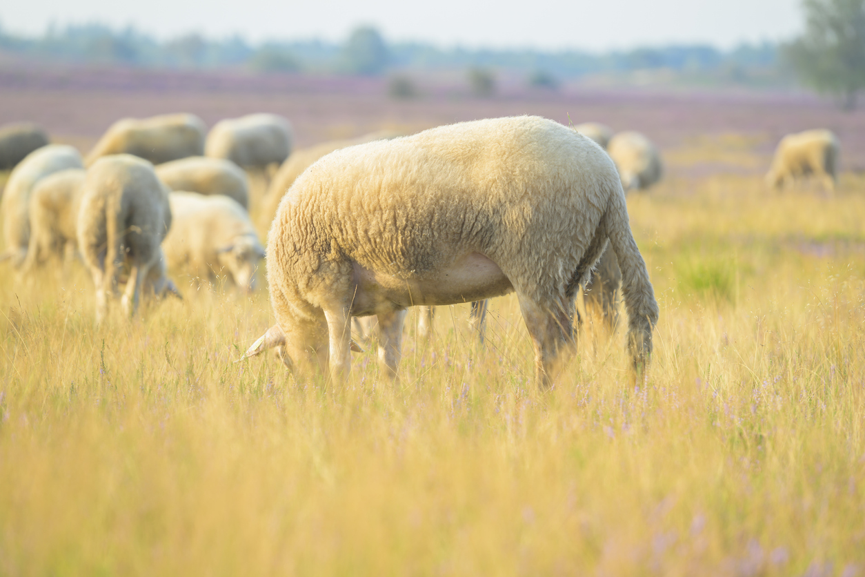 L’Italia ha segnalato focolai della malattia in ovini, bovini e cammelli