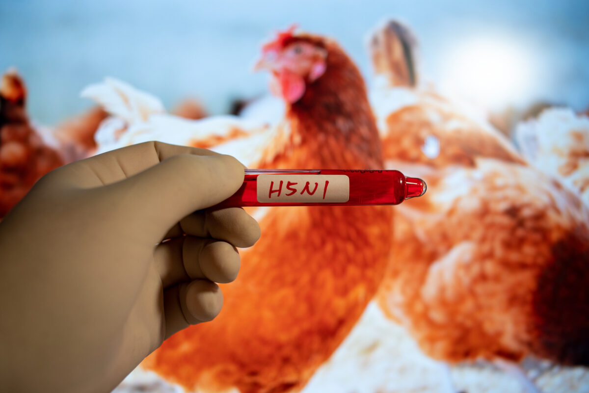 γρίπη των πτηνών H5N1