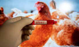 γρίπη των πτηνών H5N1