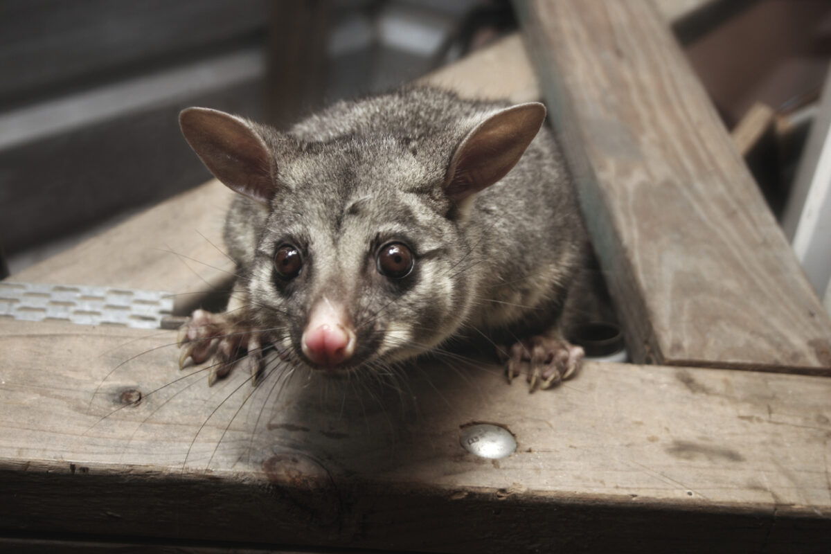 Είναι γνωστό ότι τα possums αναπτύσσουν έλκη που προκαλούνται από αυτή τη μόλυνση και ότι τα κουνούπια παίζουν ρόλο στη μετάδοση της νόσου στον άνθρωπο