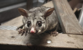 Είναι γνωστό ότι τα possums αναπτύσσουν έλκη που προκαλούνται από αυτή τη μόλυνση και ότι τα κουνούπια παίζουν ρόλο στη μετάδοση της νόσου στον άνθρωπο