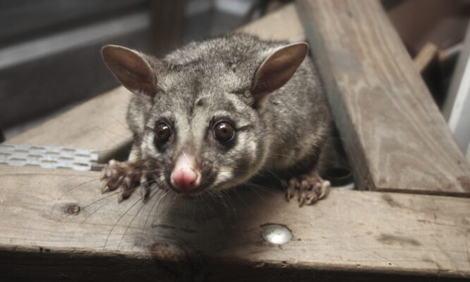 Είναι γνωστό ότι τα possums αναπτύσσουν έλκη που προκαλούνται από αυτή τη μόλυνση και ότι τα κουνούπια παίζουν ρόλο στη μετάδοση της νόσου στον άνθρωπο