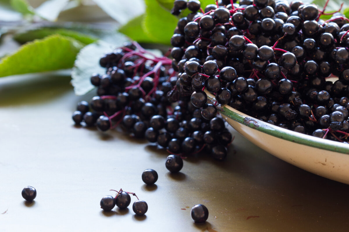 Χυμός σαμπούκου (elderberry): Ο χυμός που βελτιώνει τον μεταβολισμό και βοηθά στη διαχείριση του βάρους